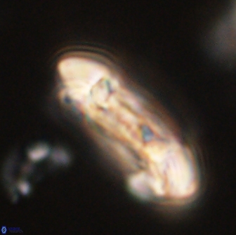 Sullivania danica 66922