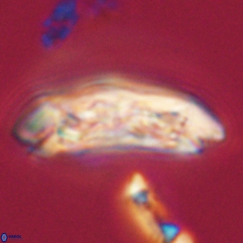 Sullivania danica 66926