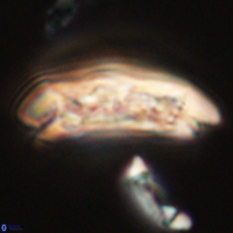 Sullivania danica 66927