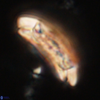 Sullivania danica 66928