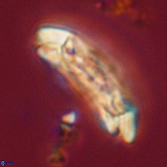 Sullivania danica 66929