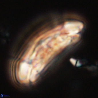 Sullivania danica 66932