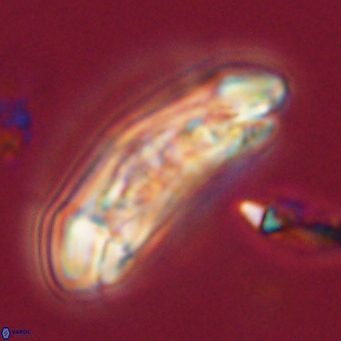 Sullivania danica 66933