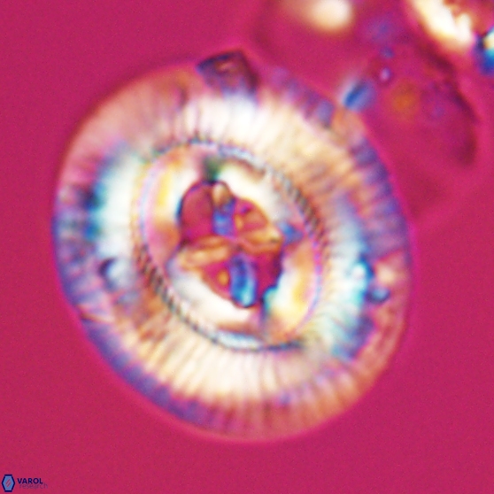 Sullivania gigas 26029