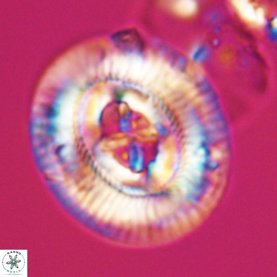 Sullivania gigas 26029