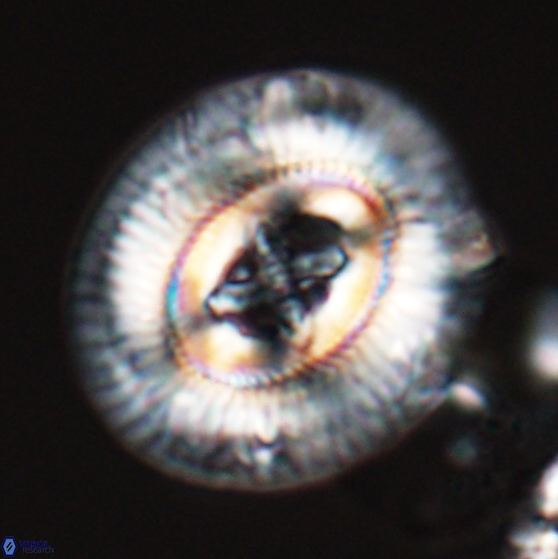 Sullivania gigas 26034