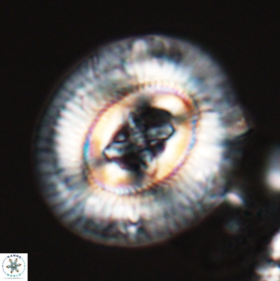 Sullivania gigas 26034