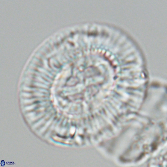 Sullivania gigas 26035