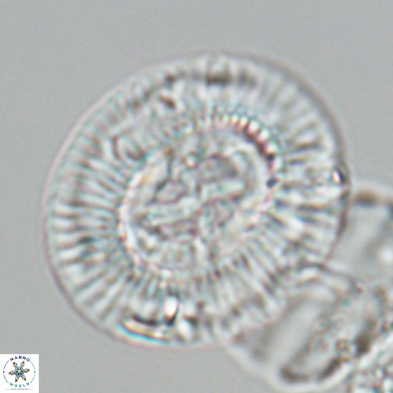 Sullivania gigas 26035