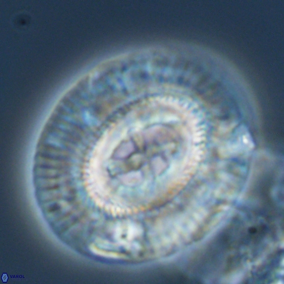 Sullivania gigas 26036