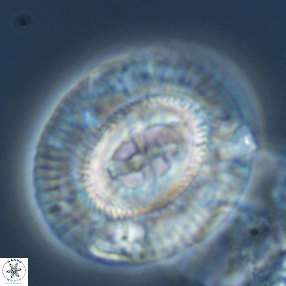Sullivania gigas 26036