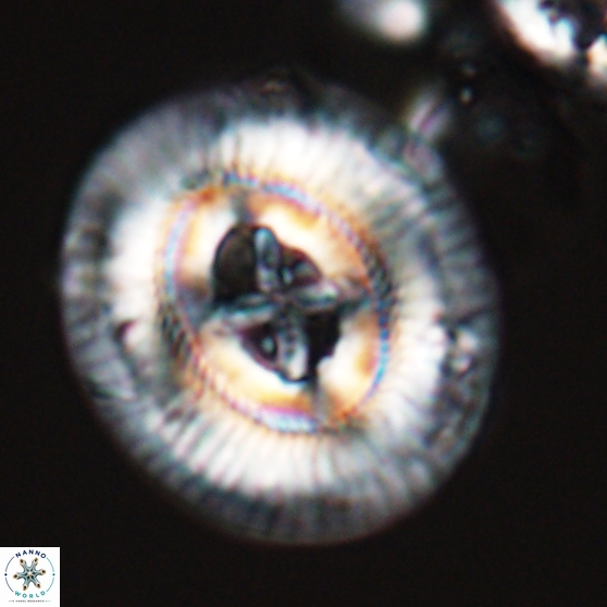 Sullivania gigas 26030