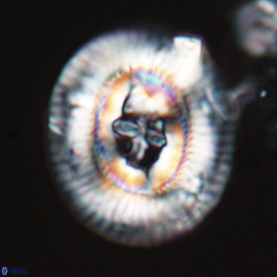 Sullivania gigas 26031