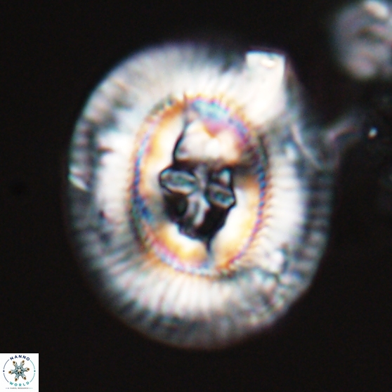 Sullivania gigas 26031
