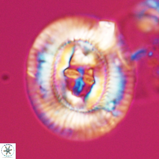 Sullivania gigas 26032