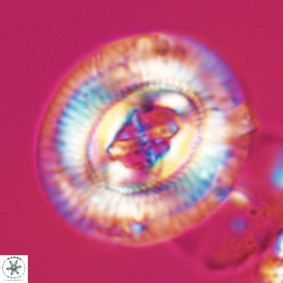 Sullivania gigas 26033