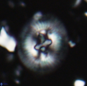 Sullivania titus 22196