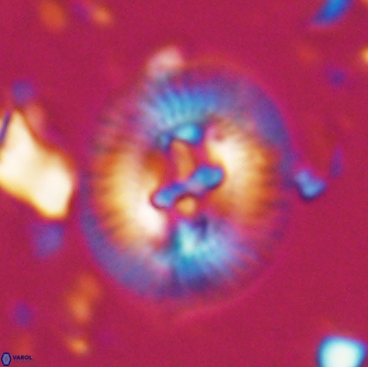 Sullivania titus 22197