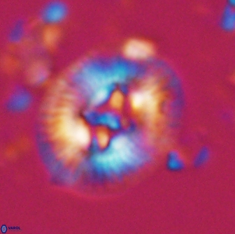 Sullivania titus 22200