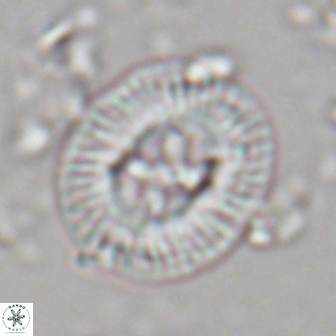 Sullivania titus 22202
