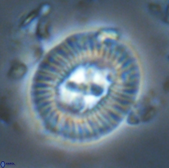 Sullivania titus 22203