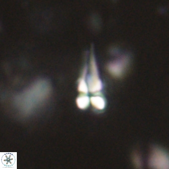 Symmetrikiexafanisi furcatolithoides VR 30210