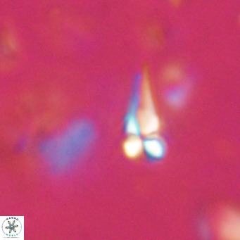 Symmetrikiexafanisi furcatolithoides VR 30211