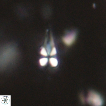 Symmetrikiexafanisi furcatolithoides VR 30212