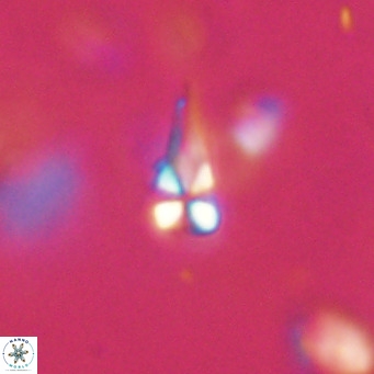 Symmetrikiexafanisi furcatolithoides VR 30213