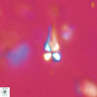 Symmetrikiexafanisi furcatolithoides VR 30214