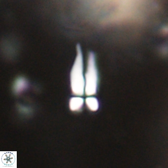 Symmetrikiexafanisi furcatolithoides VR 30215
