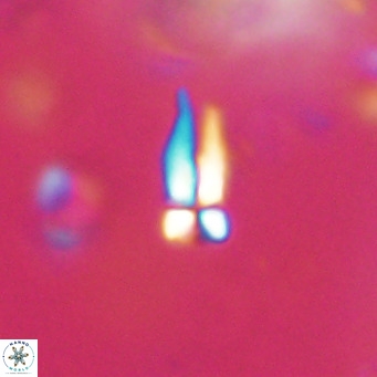 Symmetrikiexafanisi furcatolithoides VR 30216