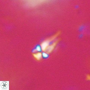 Symmetrikiexafanisi furcatolithoides VR 30217