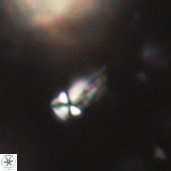 Symmetrikiexafanisi furcatolithoides VR 30218