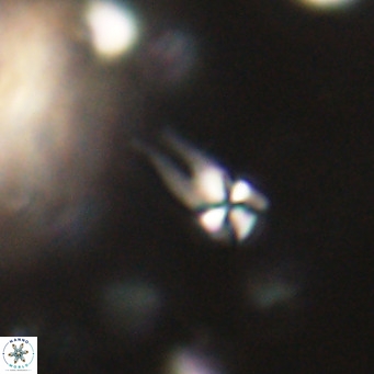Symmetrikiexafanisi furcatolithoides VR 30219
