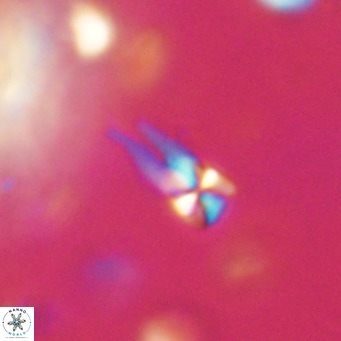 Symmetrikiexafanisi furcatolithoides VR 30220