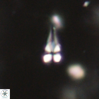Symmetrikiexafanisi furcatolithoides VR 30221