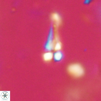Symmetrikiexafanisi furcatolithoides VR 30222