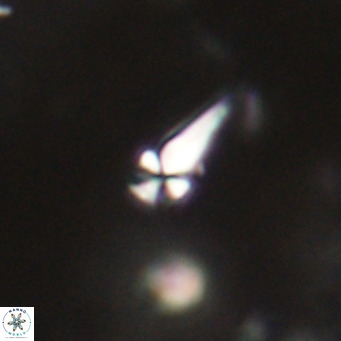 Symmetrikiexafanisi furcatolithoides VR 30223