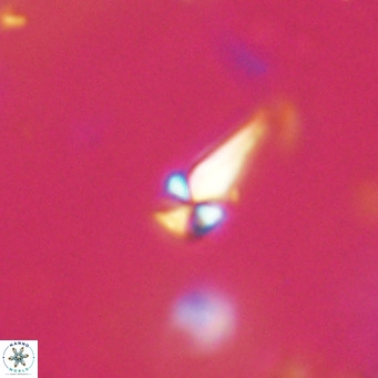 Symmetrikiexafanisi furcatolithoides VR 30224