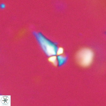 Symmetrikiexafanisi furcatolithoides VR 30225