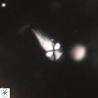 Symmetrikiexafanisi furcatolithoides VR 30226
