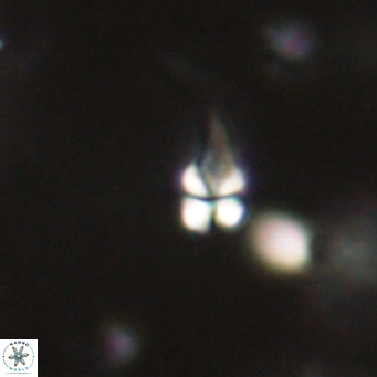 Symmetrikiexafanisi furcatolithoides VR 30227