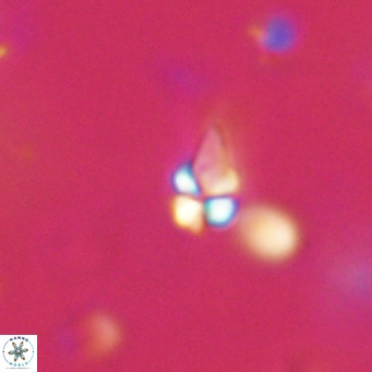 Symmetrikiexafanisi furcatolithoides VR 30228