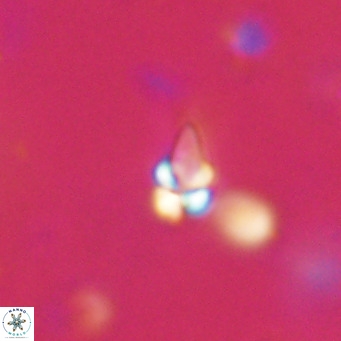 Symmetrikiexafanisi furcatolithoides VR 30229