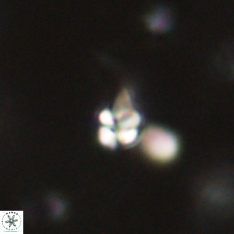 Symmetrikiexafanisi furcatolithoides VR 30230