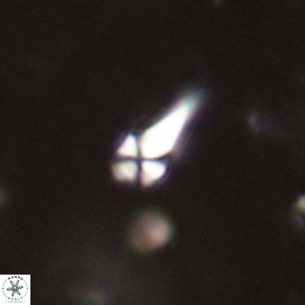 Symmetrikiexafanisi furcatolithoides VR 30231