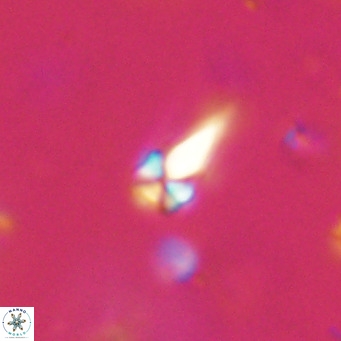 Symmetrikiexafanisi furcatolithoides VR 30232