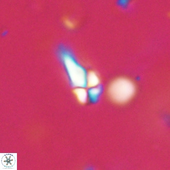 Symmetrikiexafanisi furcatolithoides VR 30233