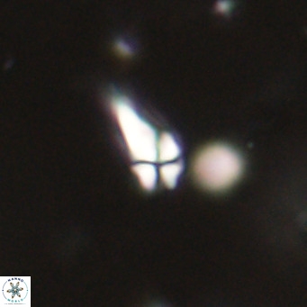 Symmetrikiexafanisi furcatolithoides VR 30234